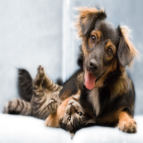 ESTERILIZA A TUS MASCOTAS