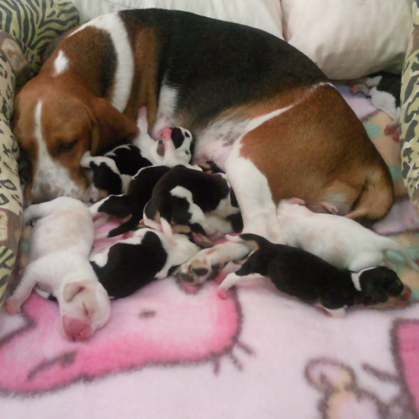 MAMA Y CACHORROS